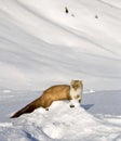 Weasel in mountain snow Royalty Free Stock Photo