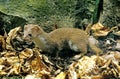 Weasel, mustela nivalis, Adult standing on Fallen Leaves Royalty Free Stock Photo