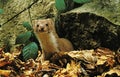Weasel, mustela nivalis, Adult standing on Fallen Leaves, Normandy