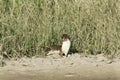 Weasel (Mustela nivalis) hunting for food