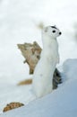 Weasel ( Mustela nivalis nivalis )