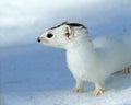 Weasel ( Mustela nivalis nivalis ) Royalty Free Stock Photo