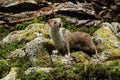 Weasel, Mustela nivalis Royalty Free Stock Photo