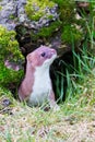 Weasel peering out of his hole