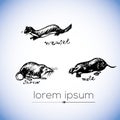 Weasel, shrew, mole vector hand drawn illustration