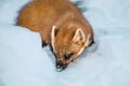 Weasel sitting at snow field, mustela nivalis Royalty Free Stock Photo