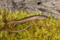 Weasel Skink Royalty Free Stock Photo