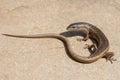 Weasel Skink Royalty Free Stock Photo