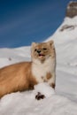 Weasel in the snow Royalty Free Stock Photo
