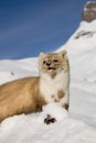 Weasel in val di fassa italy wild life Royalty Free Stock Photo