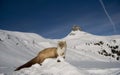 Weasel in winter mountain snow Royalty Free Stock Photo