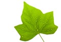 Weat leaf Royalty Free Stock Photo