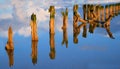 Weather beaten wooden posts in the reflective water