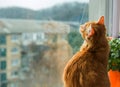 Weather for being at home. Warm. Cute ginger cat sitting on window sill and waiting in autumn rainy day. Fluffy pet Royalty Free Stock Photo