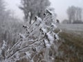 Weather after ice snowstorm. Plants in fields with frozen ice crystals Royalty Free Stock Photo