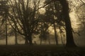 Weather / landscape: The sun sets on a foggy Autumn / Fall day over the park. 5