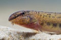 Weather loach