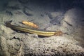 Weather loach Misgurnus fossilis Underwater photography Royalty Free Stock Photo