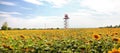 Weather radar station. Sunflower field Royalty Free Stock Photo