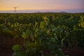 Weather station pole recording weather data in a vineyard at Tie