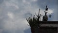 Weather Vane in Windy Conditions