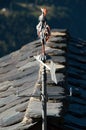 Weathercock on the house roof