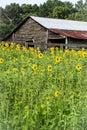 A Weathered Barn Amidst Field of Sunflowers Royalty Free Stock Photo