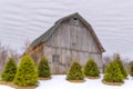 Weathered Barn in Winter With Gathering of Foreground Pine Royalty Free Stock Photo