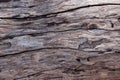 Weathered barn wood background with knots. brown old wood, sepia color. texture for background Royalty Free Stock Photo