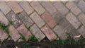 Weathered Brick Pavement with Weeds Royalty Free Stock Photo