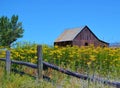 WEATHERED BROWN BARN WITH YELLOW WILDFLOWERS IN FOREGROUND