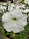 Weathered common white coloured potted petunia flower in my garden