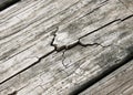 Weathered Cracked Wood