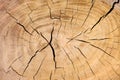 Weathered cross section of a tree trunk Royalty Free Stock Photo