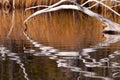 Weathered dead wood mirrored on rippled surface