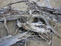 Weathered decaying stumps of Lenga in Patagonia