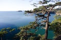 Weathered Douglas firs over Deception Pass