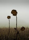 Weathered and dried sunflowers on a field in winter, with foggy clouds in the background Royalty Free Stock Photo