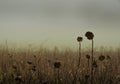 Weathered and dried sunflowers on a field in winter, with foggy clouds in the background Royalty Free Stock Photo