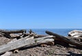 Drift wood on the shore of Lake Superior Royalty Free Stock Photo