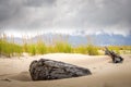 weathered driftwood burried on a sandy beach