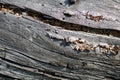 Weathered driftwood grain detailed texture Royalty Free Stock Photo