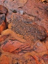 Worn and Eroded Red Rocks, Kings Canyon, Red Centre, Australia Royalty Free Stock Photo