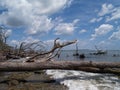 Weathered Fallen Trees Along an Ocean Beach Royalty Free Stock Photo