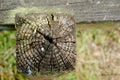 Weathered fence at Lake Sammamish trail