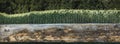 Weathered fence rail with sunflowers in background banner Royalty Free Stock Photo