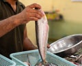 Fisherman selling fresh fish at the fish market Royalty Free Stock Photo