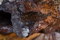 Weathered grooved stone with lichen texture background