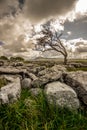 Lone tree on a limestone pavement with Ingleborough in the background Royalty Free Stock Photo