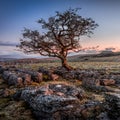 Weathered hawthorn tree at Sunrise Royalty Free Stock Photo